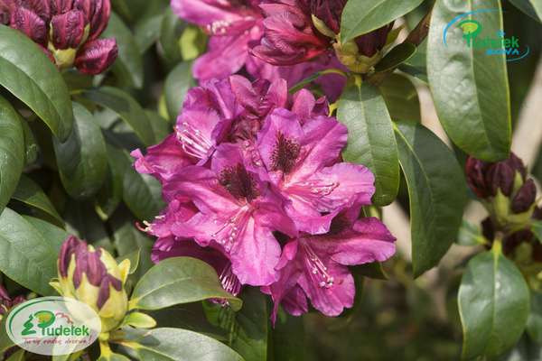Rhododendron Donator